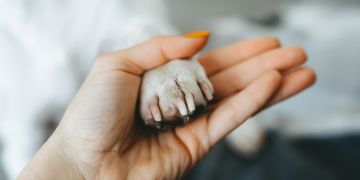 Get the First Aid Right for Your Dog’s Broken Nail