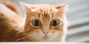 Why Does Your Cat Seem Like It's Lost Its Mind?