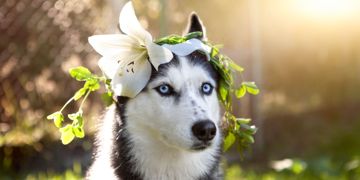 Easter Lilies and Dogs: Things You Should Know