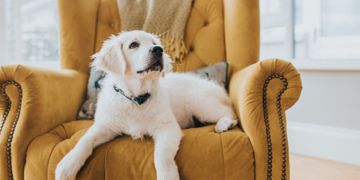 What if My Dog Has Hip Dysplasia?