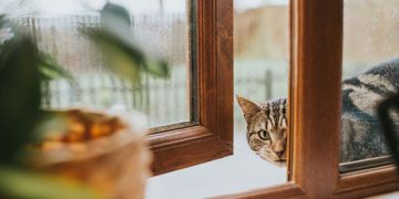 Fortify Your Home Against Kitty Cat Burglars