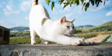 Your Cat's Raised Butt Decoded