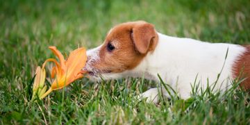 So My Dog Ate a Lily! What Should I Do?