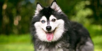 Your Guide to the Alaskan Klee Kai
