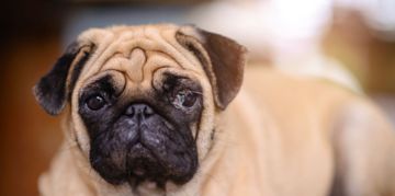 Why Does My Dog Have Eye Discharge?