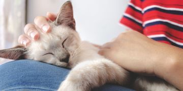 This Is Why Your Cat Sleeps on Top of You