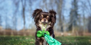 The Ins and Outs of Your Dog's Pooping Schedule