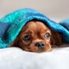 Puppy Snot 101: How To Respond to a Runny Nose