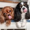 Lap Up These Fascinating Facts About a Dog's Tongue