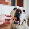 Homemade Dog Treat Recipes for Your Canine BFF