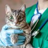 How Are Cats Accidentally Poisoned?