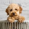 Mini Goldendoodles: The Right Dog For You?