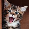 Here’s Why Cats Are Simply the Best