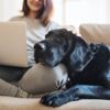 Prepare Your Pooch for "Back to School" Month