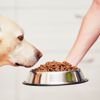 Feeding Fido: Choosing the Right Dog Food