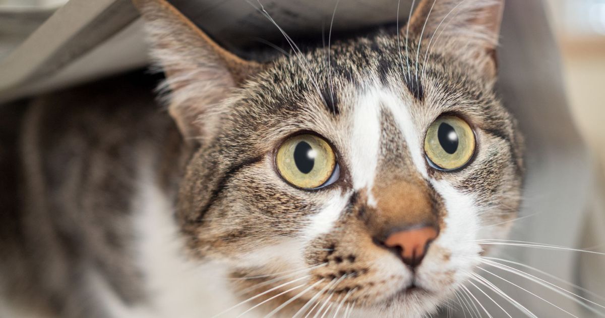 The Curious Reasons Why Cats Love Paper Critter Culture