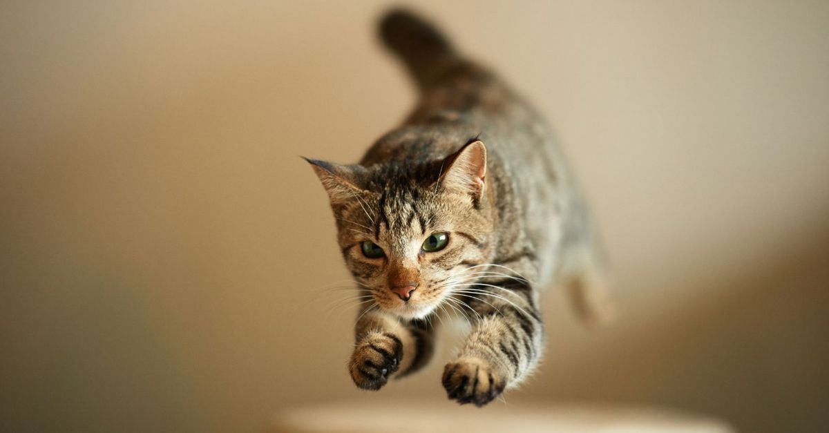 Cats Always Land on Their Feet Fact or Fiction Critter Culture