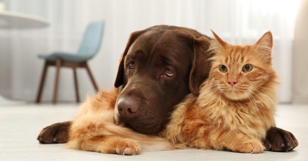 Best Ways to Introduce a Dog into a Cat's Home Critter Culture