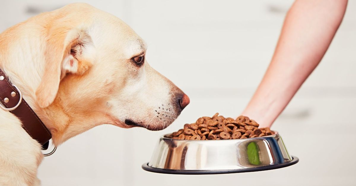 Feeding Fido Choosing the Right Dog Food Critter Culture