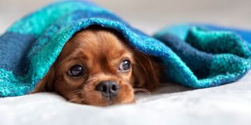 Puppy Snot 101: How To Respond to a Runny Nose