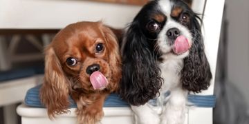 Lap Up These Fascinating Facts About a Dog's Tongue