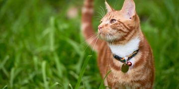 Finding Fluffy: Tips for Finding a Lost Cat