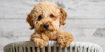 Mini Goldendoodles: The Right Dog For You?