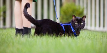 10 Tips for Walking Your Cat Safely and Enjoyably