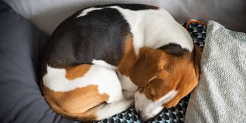 Going in Circles: a Dog's Sleeping Ritual