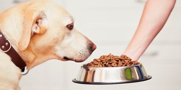 Feeding Fido: Choosing the Right Dog Food