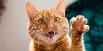 Can Cats Smile? Not in Ways You'd Expect