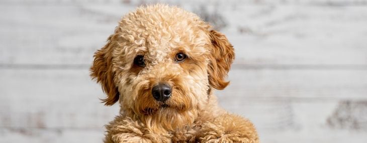 A mini golden doodle puppy looking to the camera