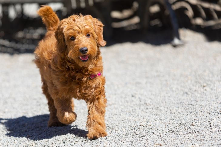 Miniature goldendoodle puppy running in a dog park