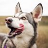 No, Dogs Don't Have Cleaner Mouths Than People