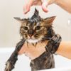 How to Un-Terrify the Act of Bathing Your Cat