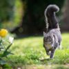 What Is Your Cat's Tail Telling You?