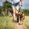 Make Your Dog's Day With a Walk