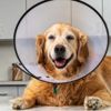 Should You Get Your Dog Spayed or Neutered?