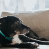 How to Manage Incontinence in Older Dogs