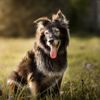 Tips to Give Your Dog a Longer, Healthier Life