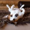 Get Your Dog to Play Dead With These Tricks