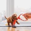 What to Expect When Your Puppy Is Teething