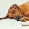 Managing Food Allergies in Your Dog: 10 Expert Tips