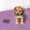 Help! My Dog Is Peeing on the Bed!