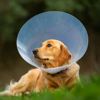 Give These Comfy Dog Cone Ideas a Try