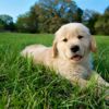 Tips for Teaching Your Puppy to Lay Down