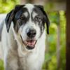 Telltale Signs of an Aging Dog