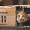Cats and Boxes: A Storied Love Affair