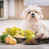 Harmful Human Foods Your Pooch Should Avoid