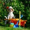 Non-toxic Plants for Your Dog-friendly Garden